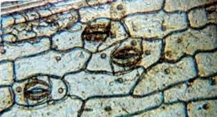 When using a light microscope, appropriate stains like hematoxylin are used to colorize the nuclei to make them visible. Robert Brown 1773 1858 The Linnean Society