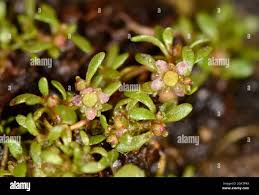 Image result for Elatine