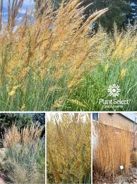 Image result for Sorghastrum