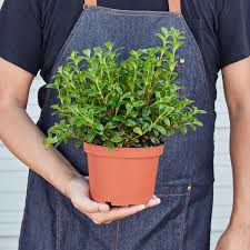 Image result for Oxyanthus strigosus