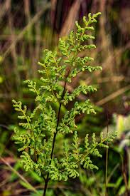 Image result for Cheilanthes multifida