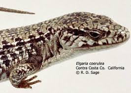 Image result for Selago coerulea