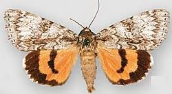 Image result for Catocala electa