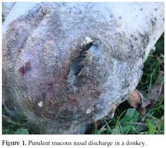 Image result for Glanders