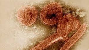 La malattia da virus marburg, conosciuta in precedenza come febbre emorragica di marburg (mhf, in inglese marburg haemorragic fever), è una febbre emorragica ad elevata mortalità, una malattia infettiva virale causata da un virus indigeno dell'africa appartenente alla famiglia delle filoviridae. Azbrrc9mjlw4gm