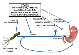 When the digestive system isn't working properly, the consequences can become uncomfortable and painful very qu. Can You Treat H Pylori Naturally Diet Vs Disease