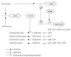 Check spelling or type a new query. Aspergillus Enzymes Involved In Degradation Of Plant Cell Wall Polysaccharides Microbiology And Molecular Biology Reviews
