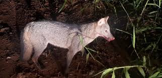 Um satisfazer ou confortar a distração. Cachorro Do Mato E Flagrado Na Cristalina Em Brusque O Municipio