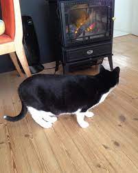 新しく仲間入りした暖房にビビるオトウト 何事にもまずはへっぴり腰にてが基本 電気暖炉 暖房 ねこ 白黒猫 dimplex cat catlover blackwhitecat 尻尾の先が白 電気暖炉 暖房 猫