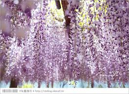 九州紫藤花 河內藤園 下 紫藤瀑布 壯麗的紫色瀑布就在眼前展開了