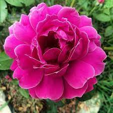 It belongs to the liliaceae family and has 109 species. So Very Beautiful Flowers And Roses Photos Facebook