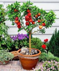 A small fruit tree in a container can be moved around to take advantage of different sun and shade patterns on a patio, deck, or courtyard. Best Fruits To Grow In Pots Fruit Trees In Containers Dwarf Fruit Trees Fruit Garden