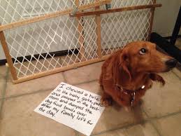 Home Alone Kevin I Mean Cayman Dachshund Dog Shaming Dog Shaming Puppy Pads