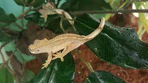 Best Pets Ltd Your Full Line Pet Store Animal Rescue