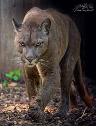 Kugar Puma Habitat America The North Mountain Lion Predator And Beautiful Animalkingdombigcats Animals Animals Wild Wild Cats