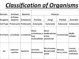 november 16 2015 title classification of organisms ppt