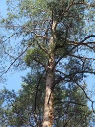 Image result for Viscum obscurum