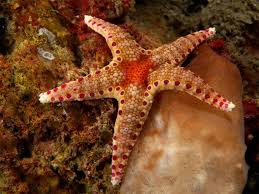Starfish are also known as asteroids due to being in the class asteroidea. Starfish Go Five Ways But Two Ways When Stressed