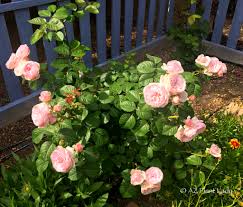 Вторая волна цветения английской розы дэвида остина 'оливия роуз' в моем саду в подмосковье. Olivia Rose Austin Archives Desert Gardening 101