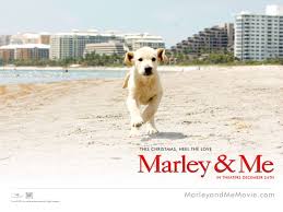 Packed with plenty of laughs to lighten the load, the film explores the highs and lows of marriage, maturity and confronting one's own mortality. Marley Me Wallpapers Movie Hq Marley Me Pictures 4k Wallpapers 2019