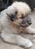Bakharwal Dog Dog Breed » Everything About Bakharwal Dog