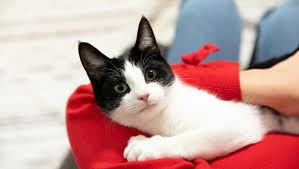 Lifespan depends on various factors. Cat Liver Problems Causes Symptoms Treatment Purina