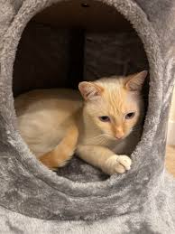 Sweet Marcel is at the vet : r/Flamepoints