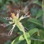 Image result for Ocimum filamentosum