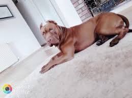 American Pitbull Red Nose Ilanlari Ikinci El Alisveris 2 El Seri Ilan