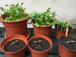 First, cut the coriander seed heads with few inches of stalk. Growing Coriander In Pots The Fun And The Rewards Nightcactus