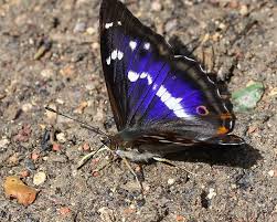 Image result for Apatura iris