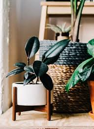 African violets if any rubber plant material is ingested by your cat it might experience drooling, vomiting Rubber Plant Care Ficus Elastica Houseplant Central