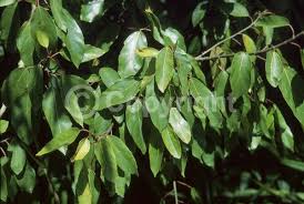 Image result for Ficus sur