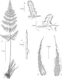 Image result for Aleuritopteris welwitschii