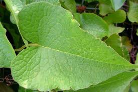 Image result for Antigonon leptopus