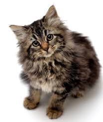 This Is A Long Hair Tabby Kitten Named Ginny Cats Russian Blue Cat Cats Outside