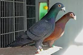 American Trenton Breed Developed In 17th Century As Ship Birds On Vessels For Homing Messaging They Were First Pigeon Loft Pigeon Breeds Homing Pigeons