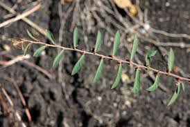 Image result for Phyllanthus maderaspatensis