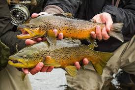 Double Brown Trout Fish Fly Fishing Net Fly Fishing Quote