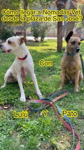 Nomadas Vet