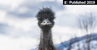 Emu official twitter account / daü resmi twitter hesabı. Elusive Emu Remains At Large In North Carolina After More Than Three Weeks The New York Times