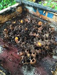Stingless bee or lebah kelulut farmers are advised to adopt nanotechnology in order to increase production of kelulut honey. 10 Trigona Bees Ideas Stingless Bees Bee Keeping Bee Farm
