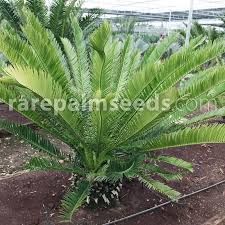 Image result for Encephalartos senticosus