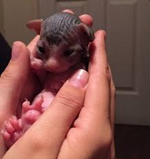 Free for commercial use no attribution required high quality images. 20 Cute Animals That Are So Tiny They Could Cuddle In The Palm Of Your Hand