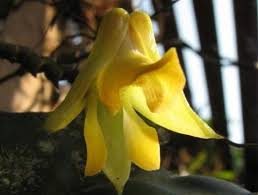 Image result for Polystachya campyloglossa