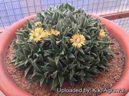 Image result for Nananthus aloides