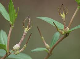 Image result for Ceropegia conrathii
