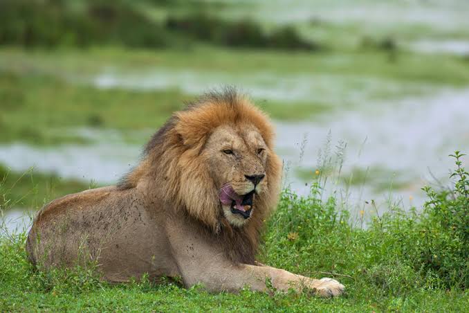 Central Serengeti