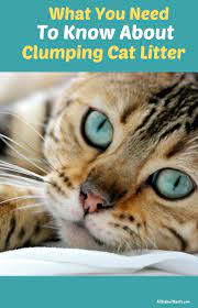 Is Clumping Cat Litter Safe And Does It Stop Odour With Images Clumping Cat Litter Cat Litter Cats