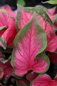 There S No Way To Ignore These Flashy Red Hearts Beaming Out From Across The Yard Florida Cardinal Is Caladium Longfield Gardens Backyard Landscaping Designs
